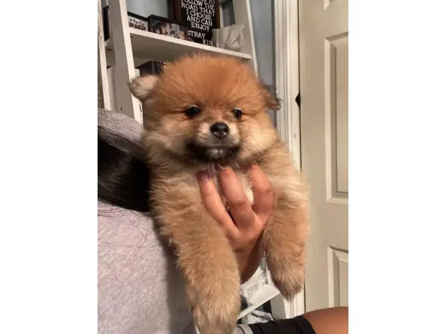 Pomchi puppies ready for a new home - 9/14