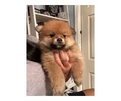 Pomchi puppies ready for a new home - 9
