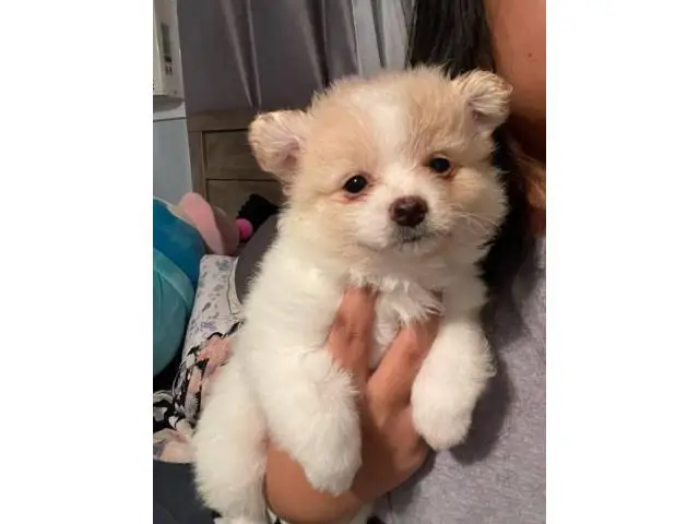 Pomchi puppies ready for a new home - 10/14