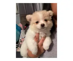 Pomchi puppies ready for a new home - 10