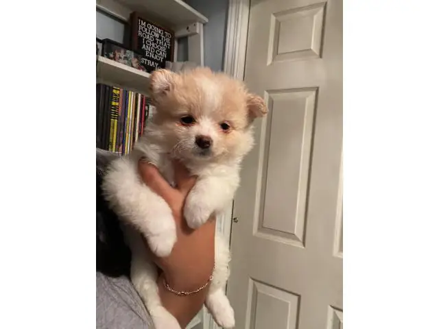 Pomchi puppies ready for a new home - 11/14