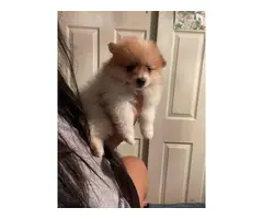 Pomchi puppies ready for a new home - 13