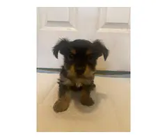 2 Yorkies Available