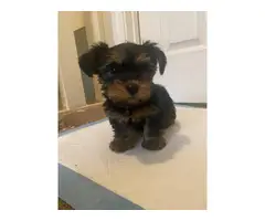2 Yorkies Available - 5