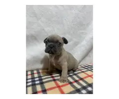 AKC Frenchie Puppies for Sale