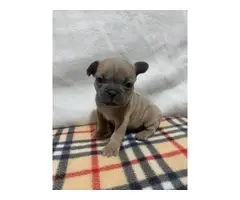 AKC Frenchie Puppies for Sale - 3