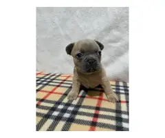 AKC Frenchie Puppies for Sale - 4