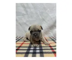 AKC Frenchie Puppies for Sale - 5