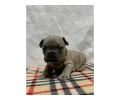 AKC Frenchie Puppies for Sale - 6