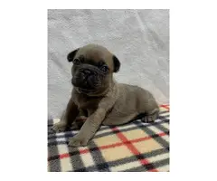 AKC Frenchie Puppies for Sale - 7