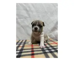 AKC Frenchie Puppies for Sale - 8