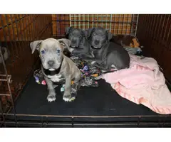 Staffordshire terrier bulldog mix puppies - 3