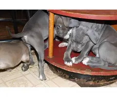 Staffordshire terrier bulldog mix puppies - 6