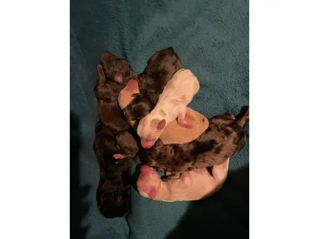 8 double doodle puppies available - 1/10