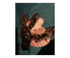 8 double doodle puppies available - 1