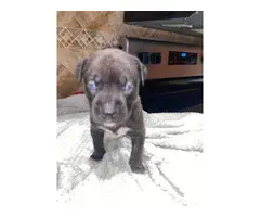 Adorable Pitsky Puppies - 2