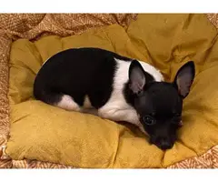Cute Rat Terrier Baby Girl Puppy - 2