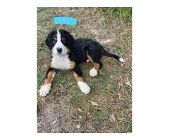 AKC Bernese puppies for sale