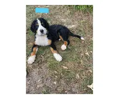 AKC Bernese puppies for sale - 2
