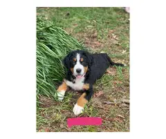 AKC Bernese puppies for sale - 3