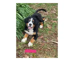 AKC Bernese puppies for sale - 4