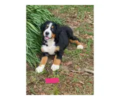 AKC Bernese puppies for sale - 5