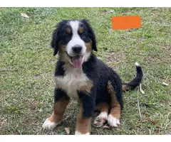 AKC Bernese puppies for sale - 6