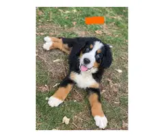AKC Bernese puppies for sale - 7