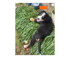 AKC Bernese puppies for sale - 8