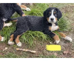 AKC Bernese puppies for sale - 9