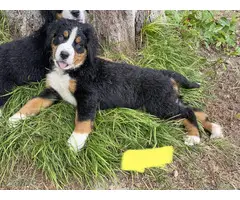 AKC Bernese puppies for sale - 10