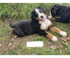 AKC Bernese puppies for sale - 11