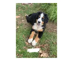 AKC Bernese puppies for sale - 12