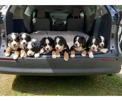 AKC Bernese puppies for sale - 13