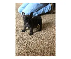 9 weeks old French bulldog puppies