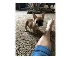 9 weeks old French bulldog puppies