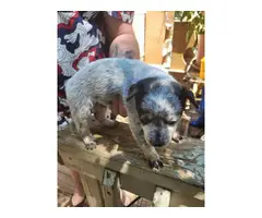 Blue heeler puppies - 4