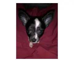 3 beautiful Chihuahua puppies for sale - 2
