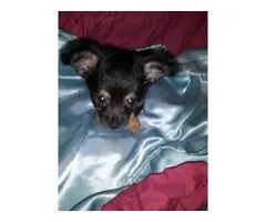 3 beautiful Chihuahua puppies for sale - 3