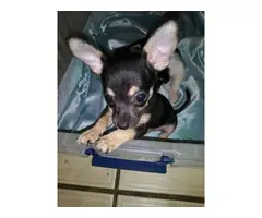 3 beautiful Chihuahua puppies for sale - 4