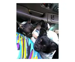3 beautiful Chihuahua puppies for sale - 5