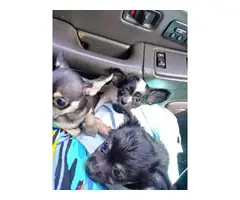 3 beautiful Chihuahua puppies for sale - 6