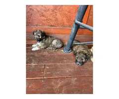 Idaho Shag Puppies Looking for New Homes