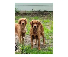 AKC Dark Golden Golden Retriever Puppies for Sale - 3