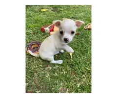 8 weeks old Chihuahua puppies for adoption