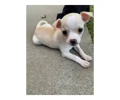 8 weeks old Chihuahua puppies for adoption - 2