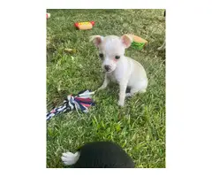 8 weeks old Chihuahua puppies for adoption - 3