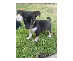 8 weeks old Chihuahua puppies for adoption - 7