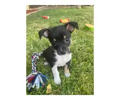 8 weeks old Chihuahua puppies for adoption - 8