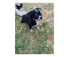 8 weeks old Chihuahua puppies for adoption - 9